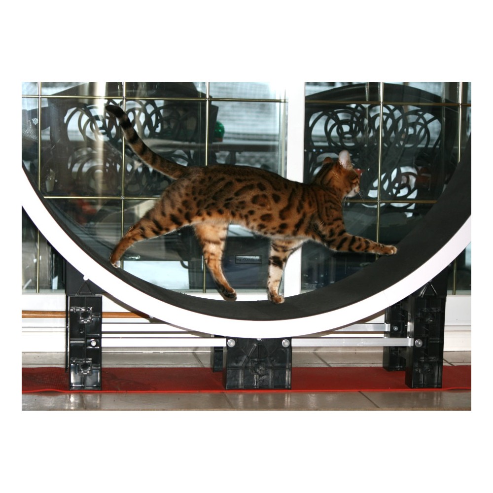 Round and Round: Why Your Cat Needs a Cat Wheel, Bastet Exotics